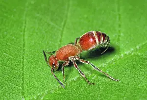 Velvet Ant