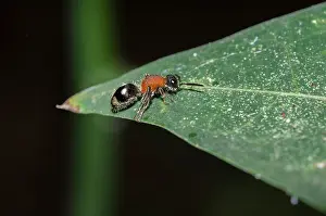 Hexapoda: Velvet Ant