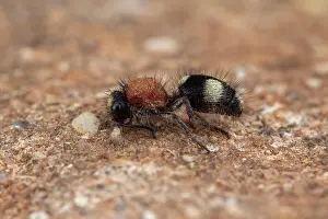 Velvet: Velvet ant (Dasylabris iberica), Soria, Spain