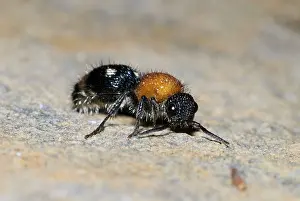 Velvet Ant - female