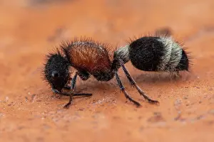 Velvet: Velvet Ant (Stenomutilla argentata)Soria, Spain)