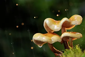 Flash: Velvet bonnet