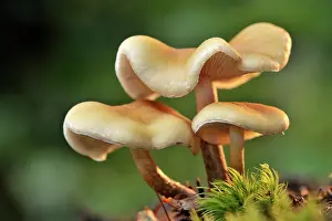 Oktober: Velvet foot