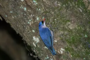 Nuthatches: Velvet-fronted Nuthatch - Male, on tree trunk