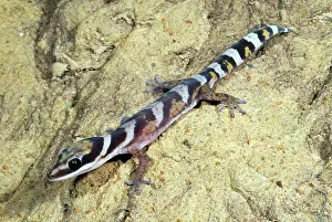 Geckoes: Velvet Gecko