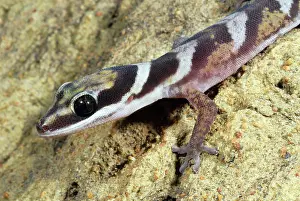 Geckoes: Velvet Gecko