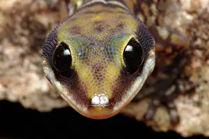 Geckoes: Velvet Gecko (Oedura coggeri)