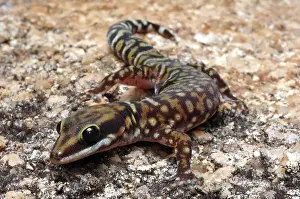 Geckoes: Velvet Gecko (Oedura coggeri)