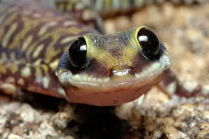 Geckoes: Velvet Gecko (Oedura coggeri)