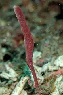 Solenostomus: Velvet Ghostpipefish Kareko Point dive site, Lembeh