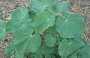Velvet: Velvet Leaf