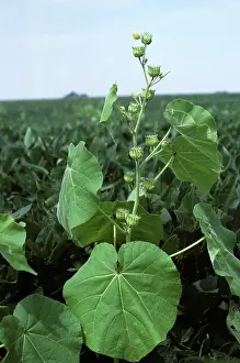 Seeding: Velvet leaf (Abutilon theophrasti)