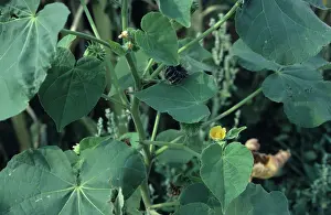 Velvet: Velvet Leaf Plant