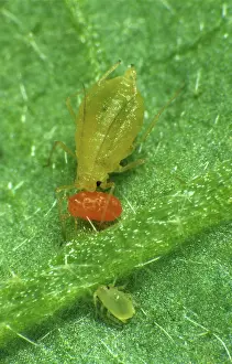 Infest: Velvet mite (Allothrombidium fuliginosum)