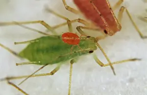 Attacks: Velvet mite attacks Spurge Aphid