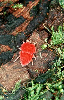 Mites: A velvet mite (Fam: Trombidiidae)