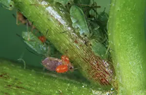 Attacking: Velvet mite nympha