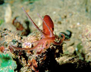 Octopuses: Velvet octopus, baby