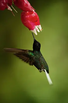 Velvet: Velvet-purple Coronet (Boissonneaua jardini)