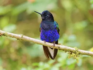 Velvet: Velvet Purple Coronet Boissonneaua jardini Ecuad