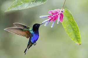 Blooming: Velvet-purple Coronet (Boissonneaua jardini) flying while feeding at a flower in Colombia