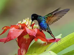 Nectar: Velvet-purple Coronet (Boissonneaua jardini), ma