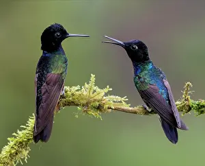 Competitions: Velvet-purple Coronet (Boissonneaua jardini), tw