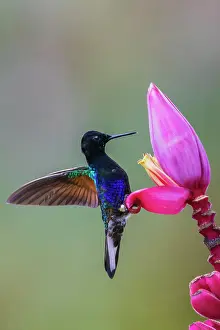 Velvet: Velvet-purple coronet hummingbird foraging at banana