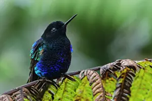 Coronet: Velvet-purple Coronet, hummingbird, Las Tangaras