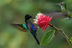 Coronet: Velvet-purple Coronet, hummingbird, Las Tangaras