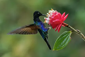 Coronet: Velvet-purple Coronet, hummingbird, Las Tangaras