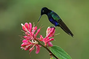 Coronet: Velvet-purple Coronet, hummingbird, Las Tangaras