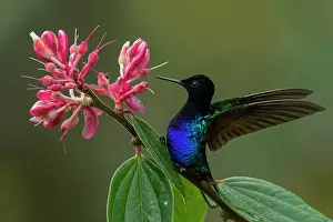 Coronet: Velvet-purple Coronet, hummingbird, Las Tangaras