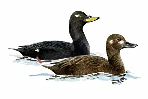 Fusca: Velvet Scoter
