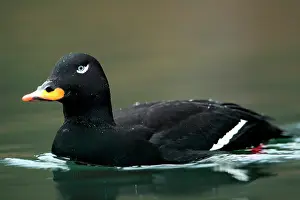 Fusca: Velvet Scoter (Melanitta fusca), male in migration