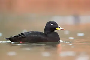 Velvet Scoter (Melanitta fusca), male in migration