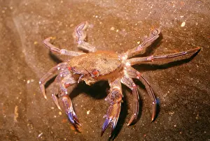 Portunus: Velvet / swimming CRAB