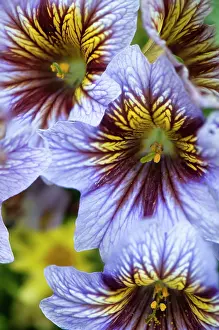 Scalloped: Velvet trumpet flower