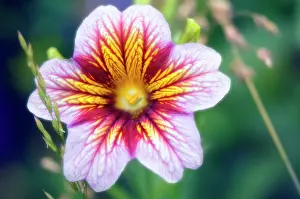 Scalloped: Velvettrumpetflower