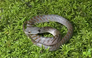 Variable: Velvety swamp snake