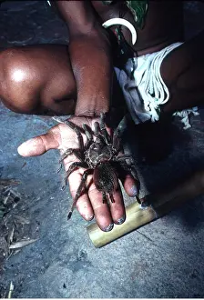 Tarantulas: VENEZUALA - Indian with Tarantula / Bird-eating