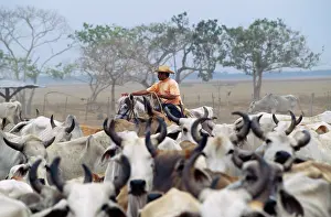 Cattleman: Venezuela - cattle round up