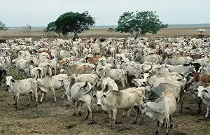 Francois Gohier: VENEZUELA - cattle roundup
