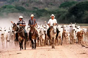 Riding: Venezuela - Cow farming