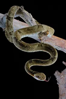 Suspend: Venezuela Lancehead (Bothrops venezuelensis) on