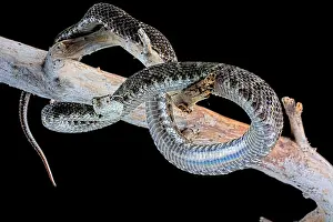 Bothrops: Venezuela Lancehead (Bothrops venezuelensis) on