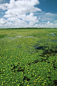 Savana: Venezuela - Llanos, flooded savana in December