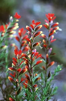 Venezuela: VENEZUELA PLANTS - red and yellow