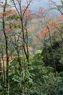Isidro: Venezuela - San Isidro Tropical Forest with Bucare