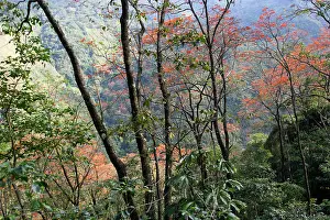 Isidro: Venezuela - San Isidro Tropical Forest with Bucare